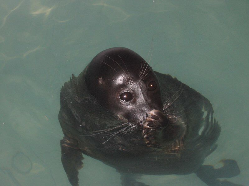 Шоу байкальских нерп Байкальская нерпа – самый известный обитатель Байкала, потрясающие создания!