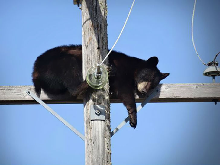 Спят, где упали Спят, где упали