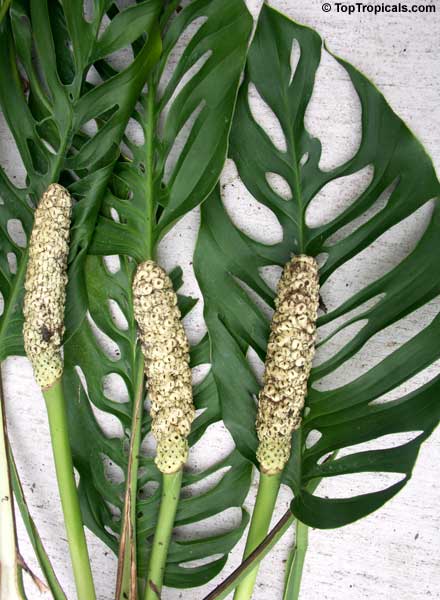 www.TopTropicals.com - rare plants for home and garden