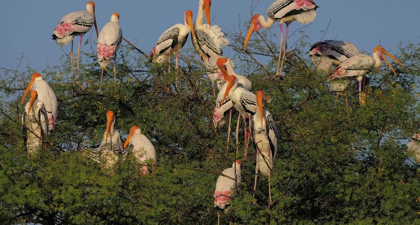 Bharatpur