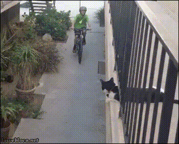 GIF-доказательство, что коты - чертовски весёлые ребята GIF коты юмор