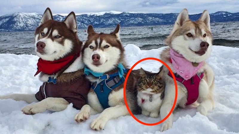 Кошка, которую спасли и вырастили хаски, теперь считает себя большой и отважной собакой Кошка, которую спасли и вырастили хаски, теперь считает себя большой и отважной собакой животные, кошка хаски, милота, рози, хаски