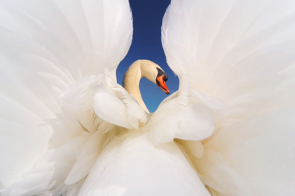 cisne