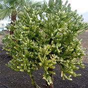 Молочай молочный (Euphorbia lactea) Молочай молочный (Euphorbia lactea)