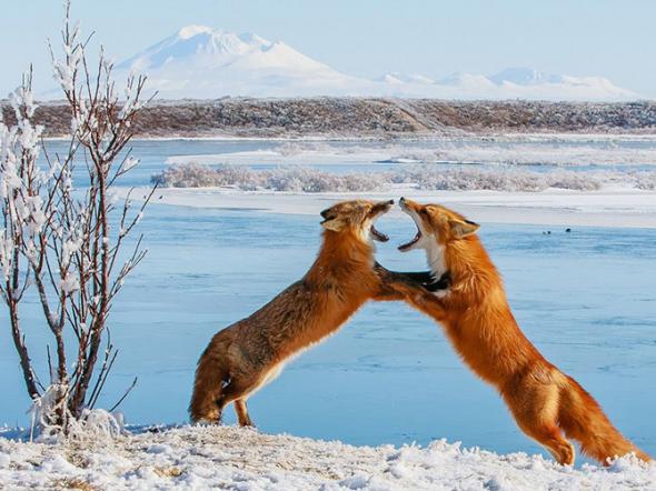 Лучшие фотографии National Geographic за август 2013