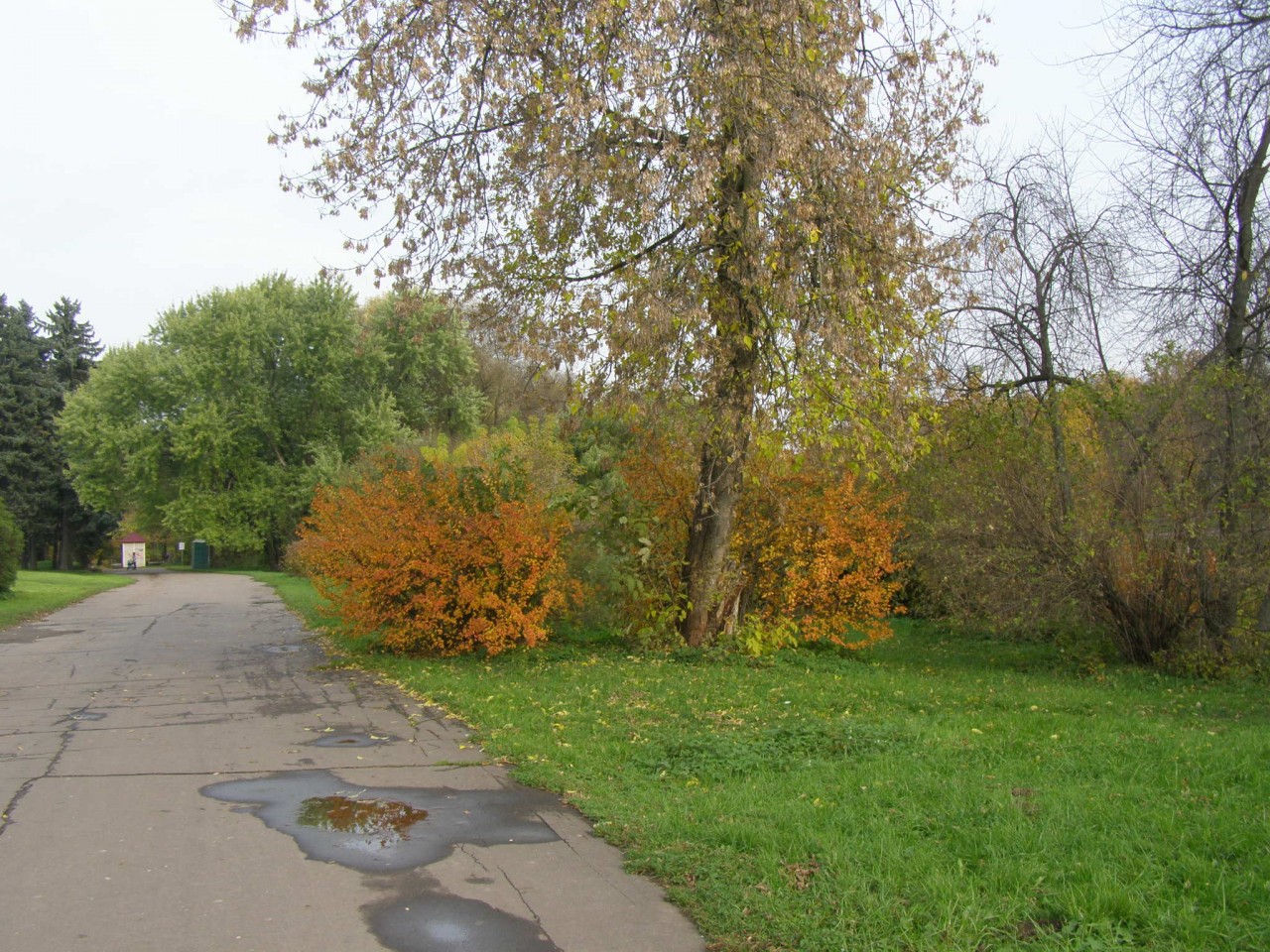 Прогулки по Москве. Осень в Ботаническом саду. Прогулки по Москве. Осень в Ботаническом саду.