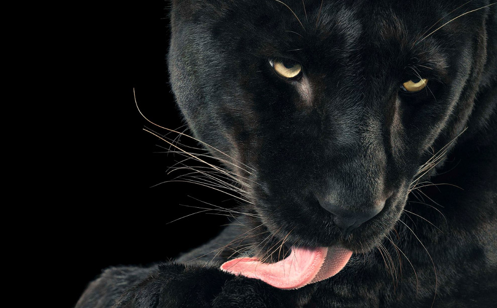 Ягуар Ягуар