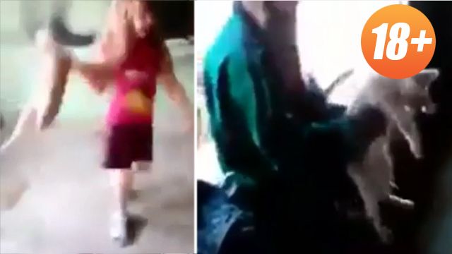 Полиция проверяет видео с убийством котенка девочками-живодерками в прямом эфире