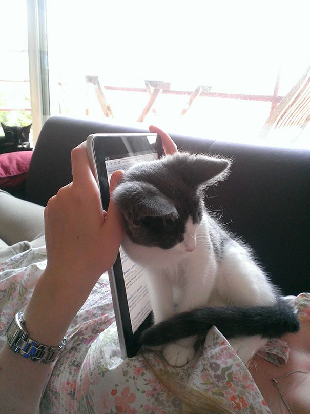 20 кошек, которые плевать хотели на твоё личное пространство 20 кошек, которые плевать хотели на твоё личное пространство
