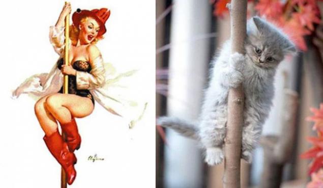Арт-проект «Cats That Look Like Pin Up Girls» Арт-проект «Cats That Look Like Pin Up Girls»