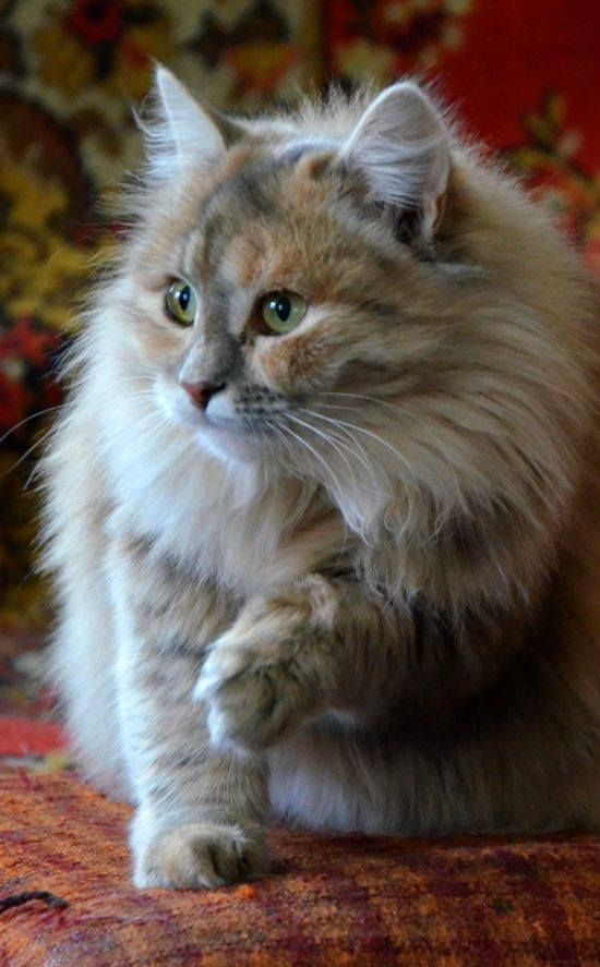 описание породы сибирская кошка сибирская кошка