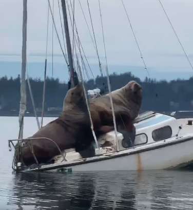 морские львы катаются на лодке морские львы на лодке