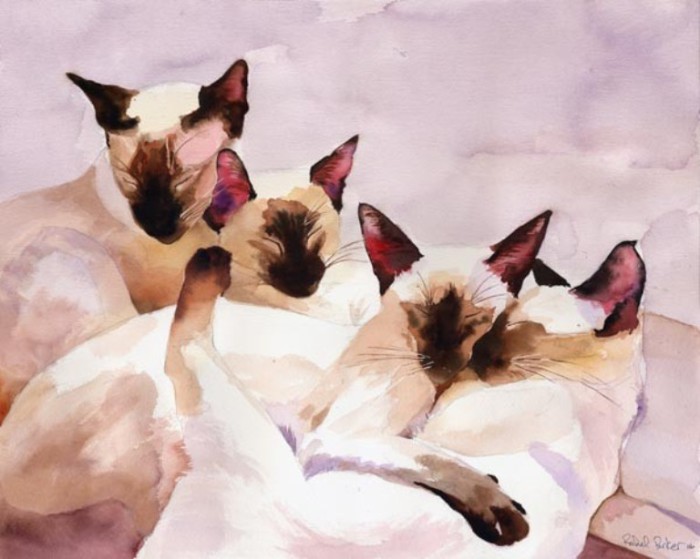 Очаровательные сиамские коты. Автор: Rachel Parker. Очаровательные сиамские коты. Автор: Rachel Parker.