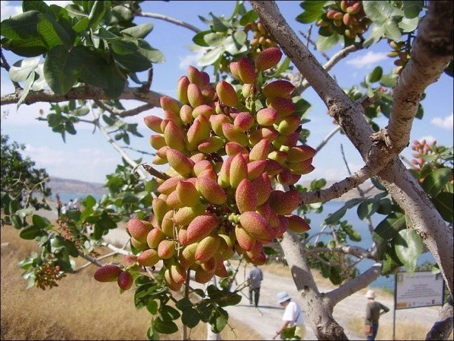 Как растут привычные нам продукты