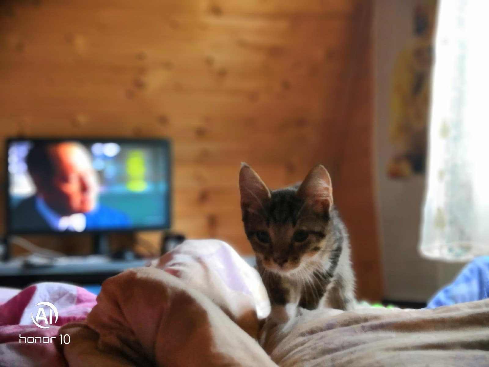 котенок зашел в чужой дом Через 40 дней после смерти отца за парнем увязался котенок. Кроха провел его до квартиры, а потом вбежал внутрь.