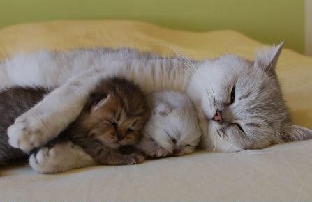 2kittens-mom