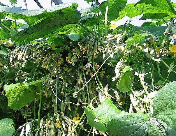 Огурцы сажать с укропом и 710