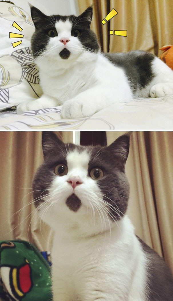 Кот, который всегда удивлён Кот, который всегда удивлён животные, забавно, коты, кошки, неожиданно, окрас, окрас кошек, фото