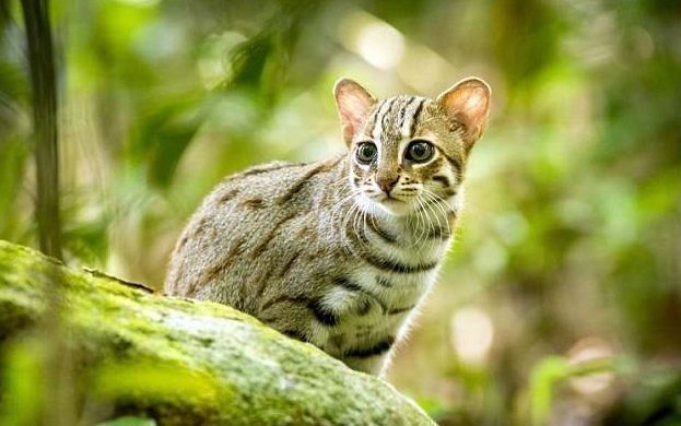 Кошка размером с ладонь