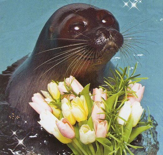 Шоу байкальских нерп Байкальская нерпа – самый известный обитатель Байкала, потрясающие создания!