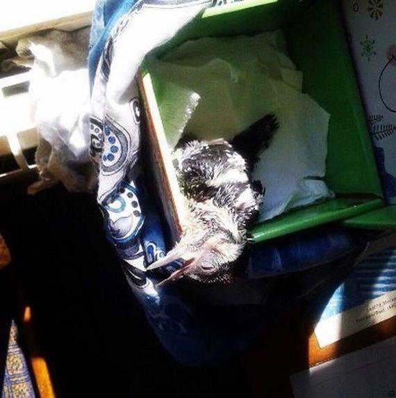 Когда девушка отобрала этого птенца у детей, она еще не знала, кому именно спасает жизнь… Когда девушка отобрала этого птенца у детей, она еще не знала, кому именно спасает жизнь…