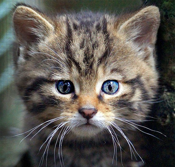 Природа рисует: самые удивительные кошачьи окрасы Природа рисует: самые удивительные кошачьи окрасы животные, забавно, коты, кошки, неожиданно, окрас, окрас кошек, фото