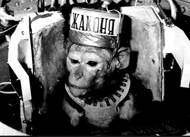 Военно-космические макаки Военно-космические макаки военные, история, макаки