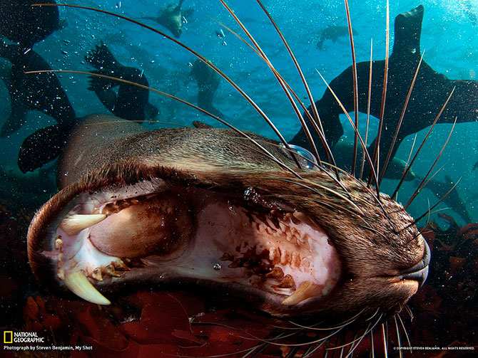 National Geographic:   