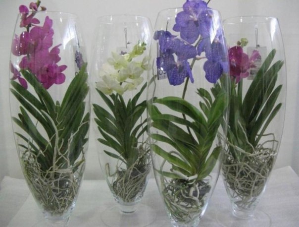Орхидея ванда (Vanda). ПРАВИЛЬНЫЙ УХОД Орхидея ванда (Vanda). ПРАВИЛЬНЫЙ УХОД