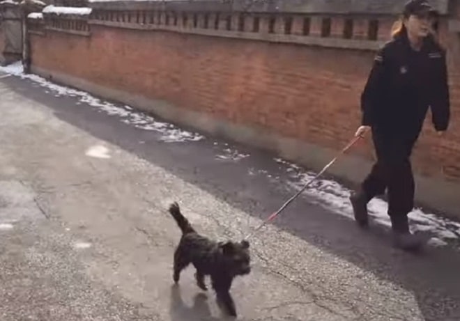 Пес на прогулке Пес идет