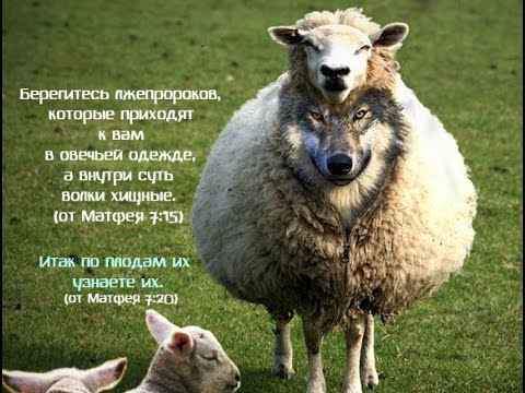 Светлана Нелюбина: “Не многовато ли «волков в овечьей шкуре» среди священства?”