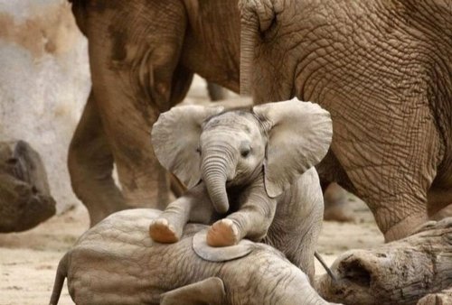 Животные-милахи (25 фото)