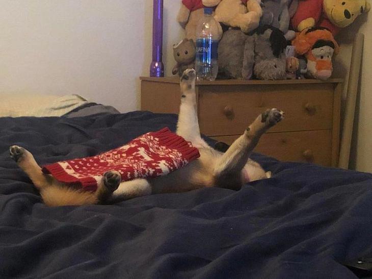 26 животных, которые влюбили в себя всех, даже не особо стараясь 26 животных, которые влюбили в себя всех, даже не особо стараясь