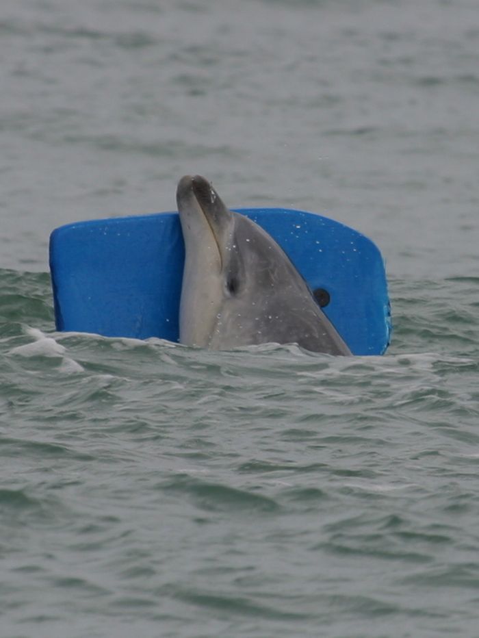 животные, героизм