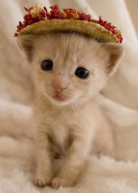 Кошка