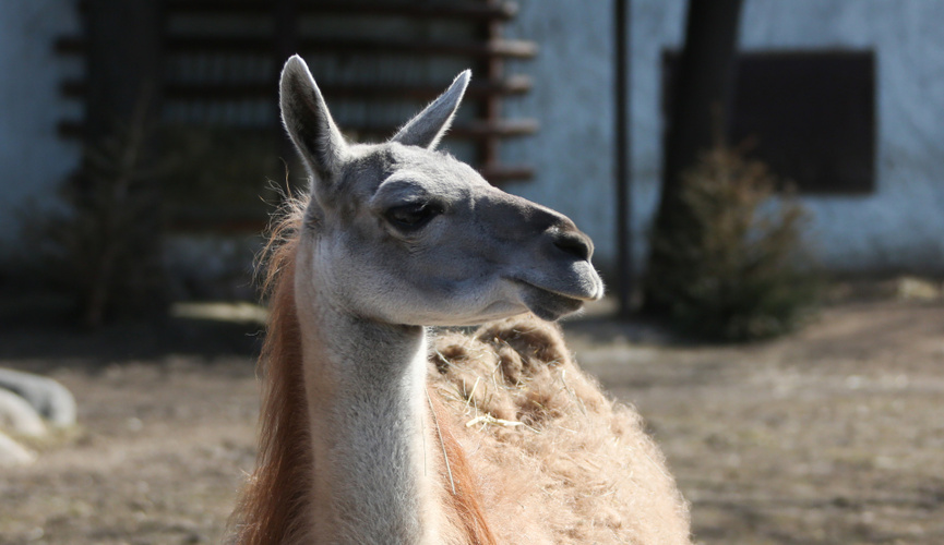 Антитела альпак помогли ученым создать новые методы лечения рака
