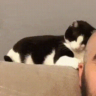 GIF-доказательство, что коты - чертовски весёлые ребята GIF коты юмор