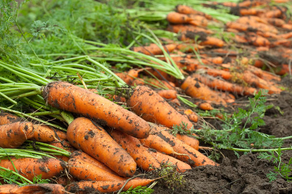 Когда и как убирать морковь