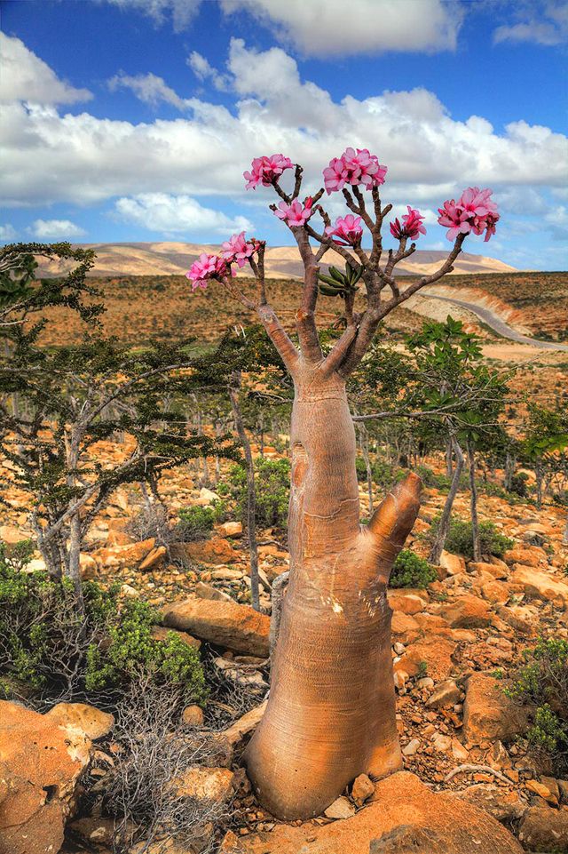 Socotra14 Удивительный остров Сокотра