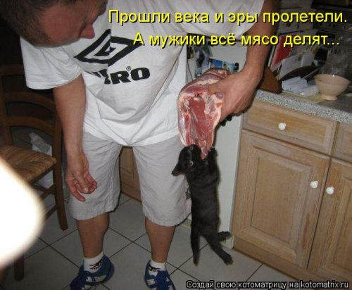 Новая котоматрица