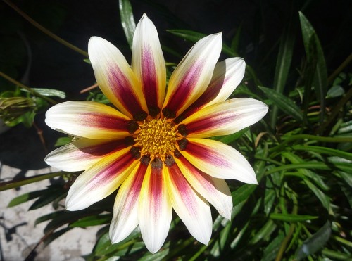 ��� ��������. �������