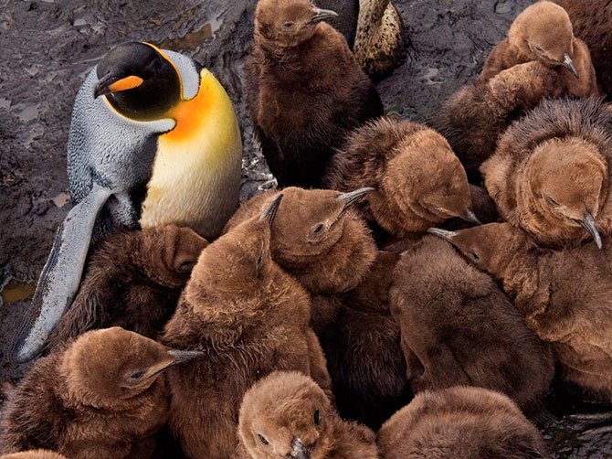 National Geographic:   