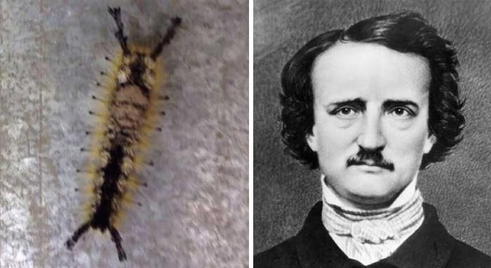20 вещей, как две капли воды похожих друг на друга. Невероятное сходство! 20 вещей, как две капли воды похожих друг на друга. Невероятное сходство!