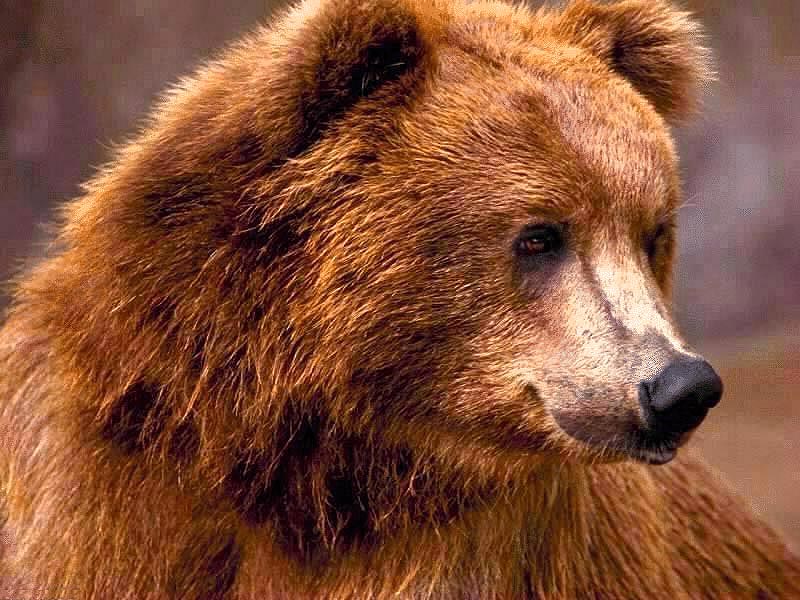 Мистика и культ Медведя Мистика и культ Медведя