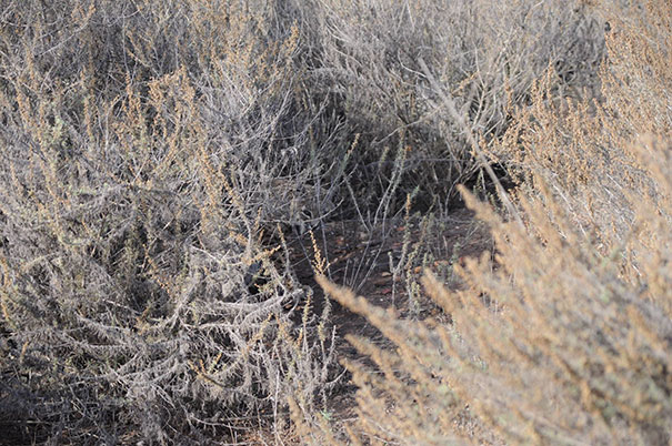 Коты — мастера камуфляжа Коты — мастера камуфляжа