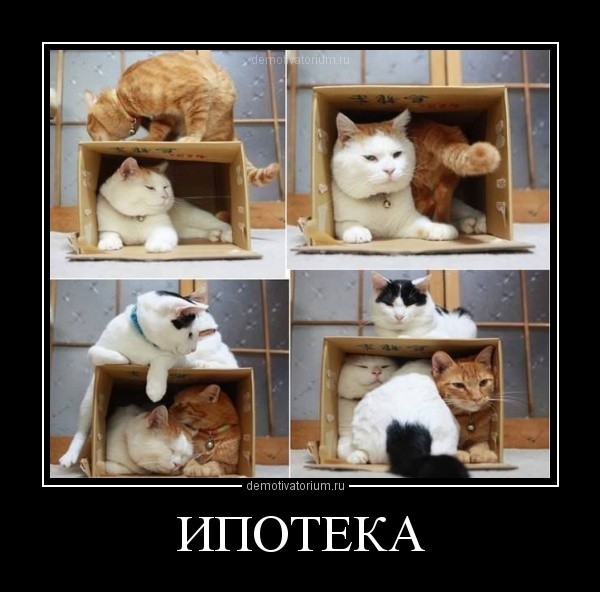 Смешные фото приколы и мемы с котами и не только :) видео, гифки, животные, коты, прикол, юмор