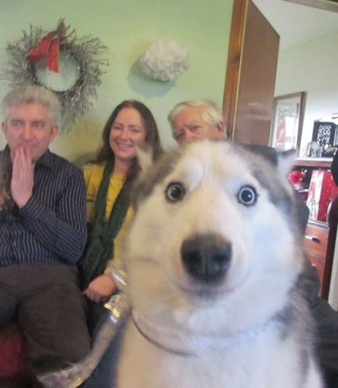 Funny Dog Photobombs Funny Dog Photobombs