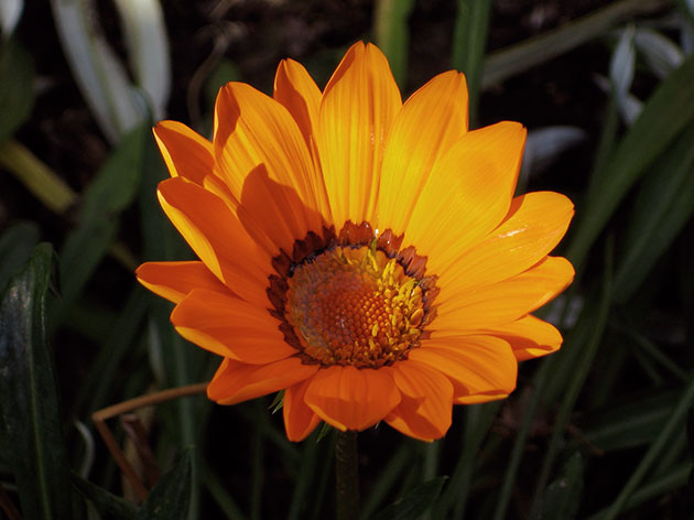 ������� �������� / Gazania pavonia