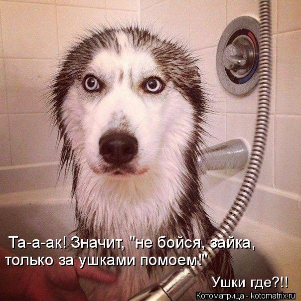 Лучшие котоматрицы, которые зарядят вас позитивом) Лучшие котоматрицы, которые зарядят вас позитивом)
