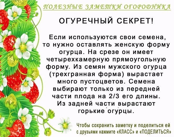 Полезные советы для огородников огород, полезные советы, факты